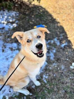 Great Pyrenees and Husky Dogs Available for Adoption - Sampson | PetCurious