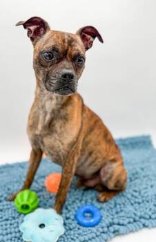 Timmy -  Chihuahua and Boston Terrier Dog for Adoption in Bowling Green, Kentucky - Timmy | PetCurious