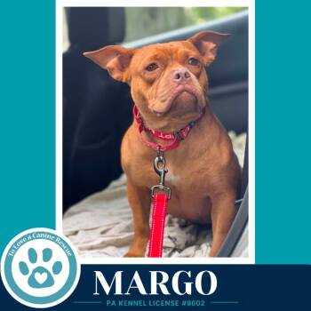 Margo 060626 -  American Bulldog Dog for Adoption in Kimberton, Pennsylvania - Margo 060626 | PetCurious