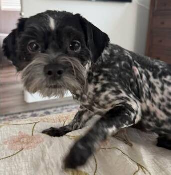 PJ aka Annie Sue -  Shih Tzu and Schnauzer Dog for Adoption in Aurora, Colorado - PJ Aka Annie Sue | PetCurious