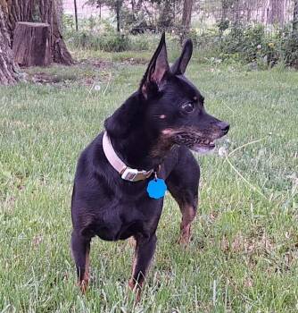 Kiki -  Miniature Pinscher Dog for Adoption in Waterloo, Iowa - Kiki | PetCurious