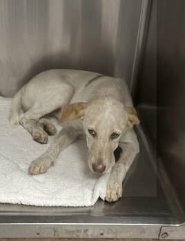 Rescue Australian Cattle Dog Blue Heeler and Great Pyrenees Dogs for Adoption in Huntsville, Texas - Bubbles | PetCurious