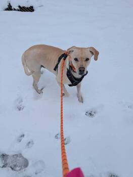 Labrador Retriever Dogs Available for Adoption - Bear | PetCurious