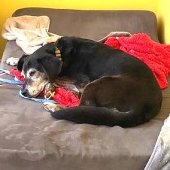 Hazel -  Mixed Breed Dog for Adoption in Aldie, Virginia - Hazel | PetCurious