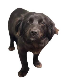 Papillon Dogs Available for Adoption - Ruthie | PetCurious