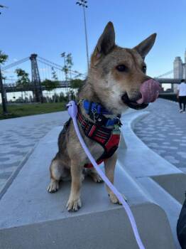 Cookie -  Shiba Inu Dog for Adoption in New York, New York - Cookie | PetCurious