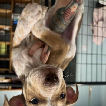 Gouda -  Hound and Shepherd Dog for Adoption in San Antonio, Texas - Gouda | PetCurious
