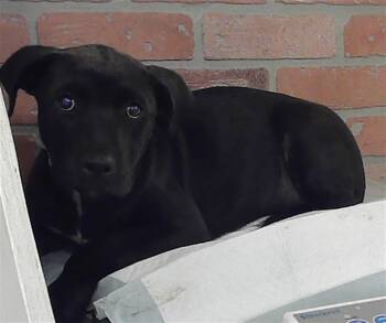 Staffordshire Bull Terrier and Mixed Breed Dogs Available for Adoption in Houston, Texas - A2070565 | PetCurious