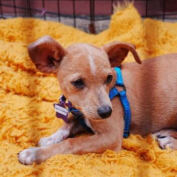 Butterbean -  Chihuahua and Mixed Breed Dog for Adoption in San Francisco, California - Butterbean | PetCurious