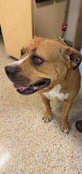 American Bulldog and Mixed Breed Dogs Available for Adoption in Doral, Florida - LINNA | PetCurious