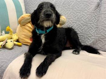 BUGSY -  Australian Cattle Dog Blue Heeler and Poodle Dog for Adoption in Santa Clara, California - BUGSY | PetCurious