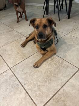 German Shepherd Dog Dogs Available for Adoption in Grand Rapids, Michigan - Slinky (low Maintenance, Super Friendly, Sweet, Great With Kids, | PetCurious