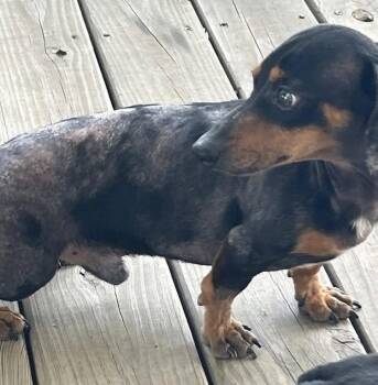 Dachshund Dogs Available for Adoption in Boonton, New Jersey - Prospect Pete LA | PetCurious