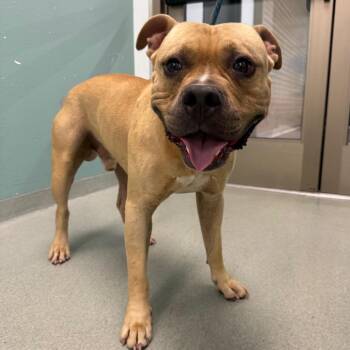 Hunter -  Terrier Dog for Adoption in Abilene, Texas - Hunter | PetCurious