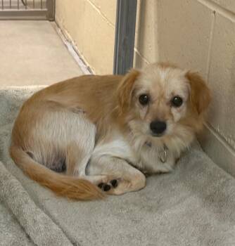 Greg -  Papillon and Mixed Breed Dog for Adoption in Columbia, Illinois - Greg | PetCurious