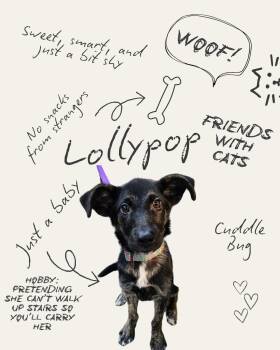 Lollypop -  Dutch Shepherd Dog for Adoption in Douglass Hills, Kentucky - Lollypop | PetCurious
