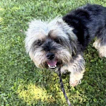 Rescue Terrier and Mixed Breed Dogs for Adoption in Cumming, Georgia - Kymera 21394 | PetCurious
