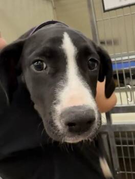 Ruth Jamison -  Mixed Breed Dog for Adoption in Fort Collins, Colorado - Ruth Jamison | PetCurious