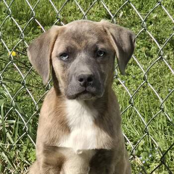 Plott Hound Dogs Available for Adoption in Limestone, Tennessee - Plankton | PetCurious