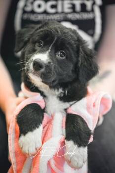 Mixed Breed Dogs Available for Adoption in Kalispell, Montana - Fran | PetCurious