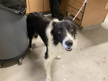 Border Collie Dogs Available for Adoption in Modesto, California - OREO | PetCurious