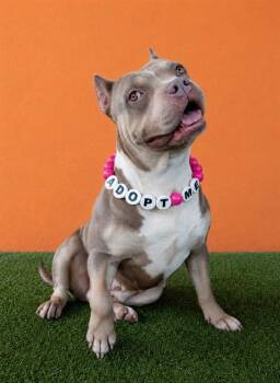 ATHENA -  American Bulldog and Mixed Breed Dog for Adoption in Doral, Florida - ATHENA | PetCurious
