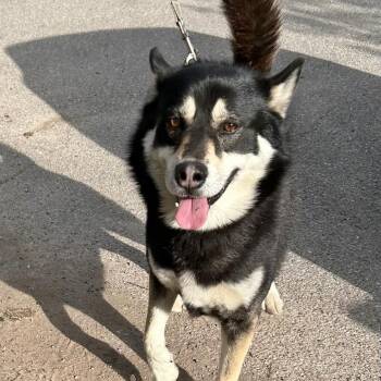 Husky Dogs Available for Adoption in Traverse City, Michigan - Buddy | PetCurious