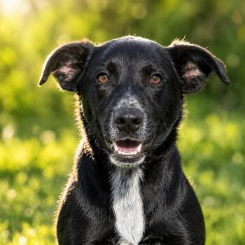 Black Labrador Retriever and Border Collie Dogs Available for Adoption in Brookeville, Maryland - Jett | PetCurious