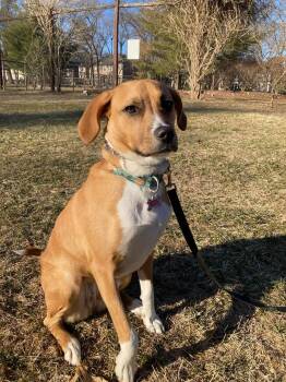 Rosy fka Evie -  Hound and Beagle Dog Available for Adoption in Pomfret, Connecticut - Rosy Fka Evie | PetCurious