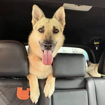 Luna -  German Shepherd Dog and Husky Dog for Adoption in Burbank, California - Luna | PetCurious