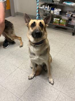 Madison -  German Shepherd Dog Dog for Adoption in Sorrento, Louisiana - Madison | PetCurious