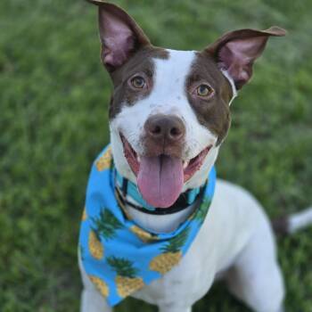 Mixed Breed Dogs Available for Adoption in Effingham, Illinois - Crouton | PetCurious