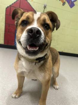 Boxer Dogs Available for Adoption in Indianapolis, Indiana - BLAZE | PetCurious