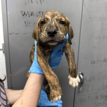 Black Mouth Cur and Treeing Walker Coonhound Dogs Available for Adoption in Hattiesburg, Mississippi - Amerigo | PetCurious