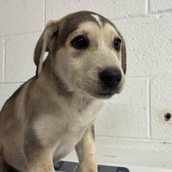 Melody -  Labrador Retriever and Mixed Breed Dog for Adoption in Morton Grove, Illinois - Melody | PetCurious