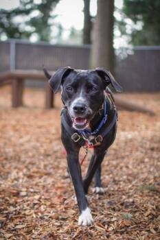 Pit Bull Terrier Dogs Available for Adoption - Tina | PetCurious