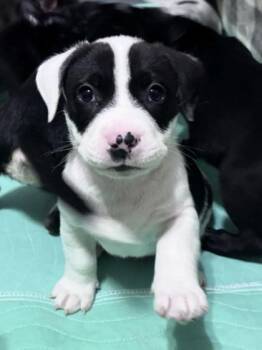 Mixed Breed Dogs Available for Adoption in Chamblee, Georgia - Glucose | PetCurious