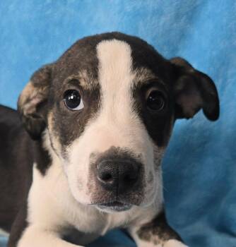 Hound Dogs Available for Adoption in Newport, Tennessee - Toboggan | PetCurious