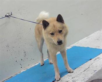 STEPHEN -  Finnish Spitz and Mixed Breed Dog for Adoption in Houston, Texas - STEPHEN | PetCurious