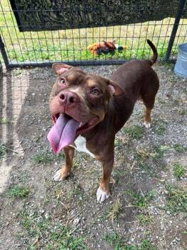 Newman -  Mixed Breed Dog for Adoption in Scott, Louisiana - Newman | PetCurious