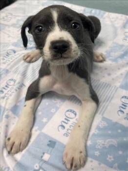 ROXANNE -  Rat Terrier and Pit Bull Terrier Dog for Adoption in Tulsa, Oklahoma - ROXANNE | PetCurious