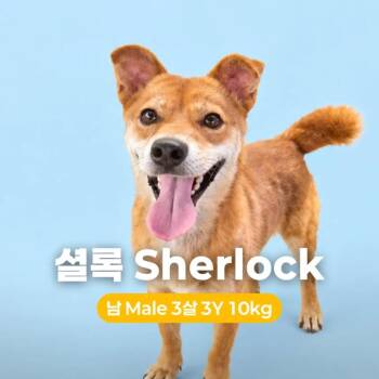 Sherlock HW+ -  Cardigan Welsh Corgi and Jindo Dog for Adoption in Northbrook, Illinois - Sherlock HW+ | PetCurious