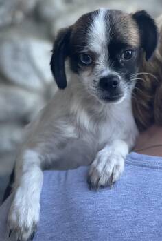 Buster -  Terrier and Pug Dog for Adoption in Los Angeles, California - Buster | PetCurious