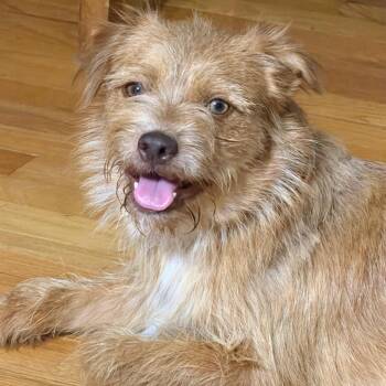 Skipper -  Terrier and Mixed Breed Dog for Adoption in Houston, Texas - Skipper | PetCurious
