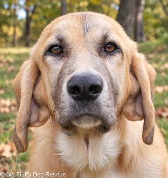 Tim -  Great Pyrenees and Basset Hound Dog for Adoption in Nashville, Tennessee - Tim | PetCurious