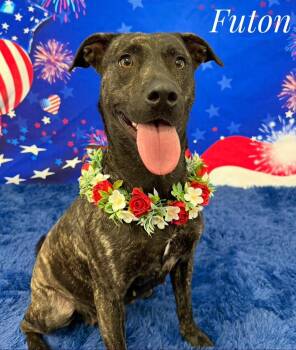 Mixed Breed Dogs Available for Adoption in Flint, Michigan - Futon | PetCurious