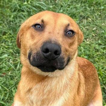 Shepherd and Terrier Dogs Available for Adoption in Bloomfield, Connecticut - Bentley | PetCurious
