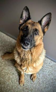 German Shepherd Dog Dogs Available for Adoption in Clyde, North Carolina - QUEEN | PetCurious
