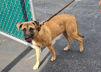 Nala -  Terrier Dog for Adoption in Mocksville, North Carolina - Nala | PetCurious