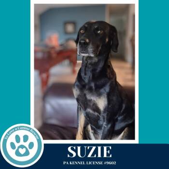 Labrador Retriever and Hound Dogs Available for Adoption in Kimberton, Pennsylvania - Suzie 041126 | PetCurious